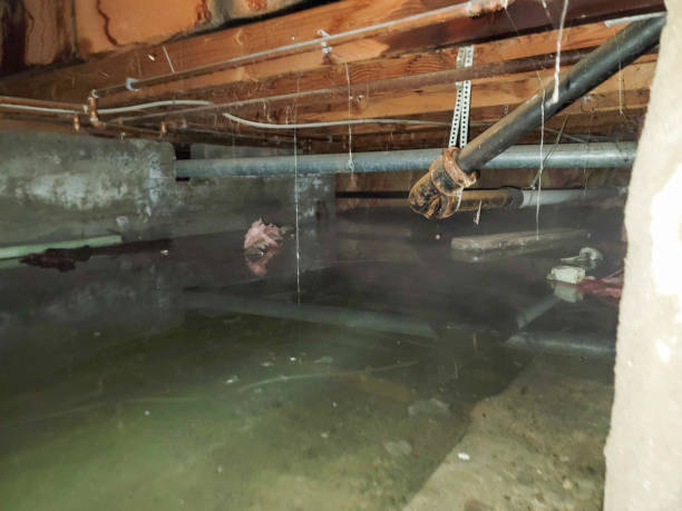Best Fire Damage Restoration  in Roessleville, NY